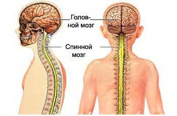 Реферат: Анатомия ЦНС спинного мозга