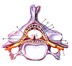 http://med.claw.ru/Book7/337.jpg