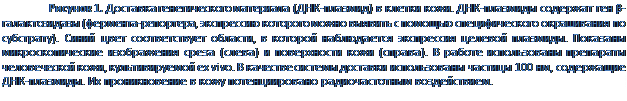 ϳ:  4.    (-)   . -   β- (-,          ).    ,      .     ()    ().     - ,  ex vivo.       100 ,  -.       .